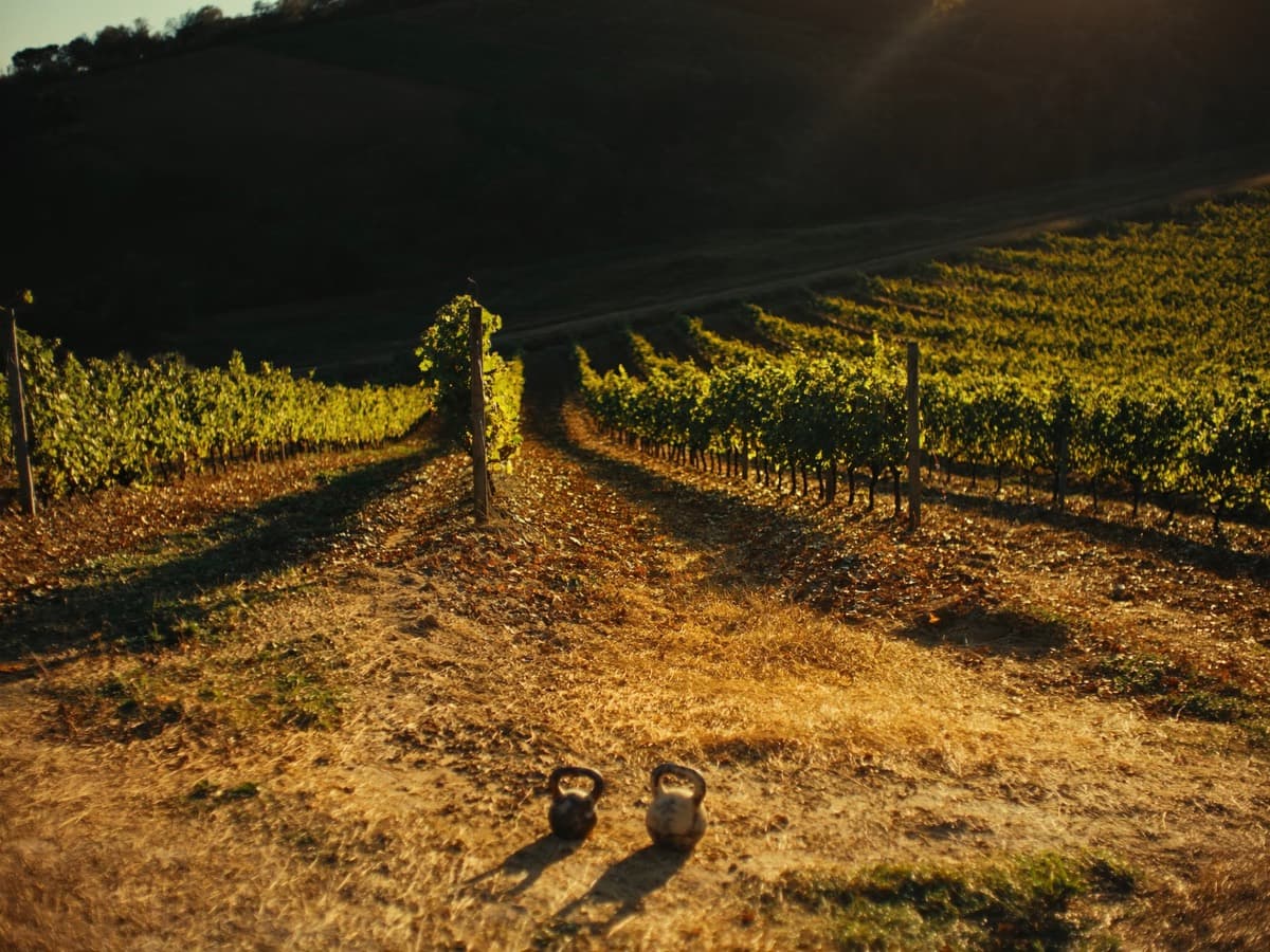 Rows of Tuscan vineyard in low evening sun, with two kettlebells on the dirt track between them